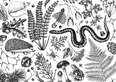Vector banner with woodland animals, ferns, mushrooms, fall leaves and autumn plant sketch. Beautiful botanical design template in vintage style. Hand drawn autumn forest background for print